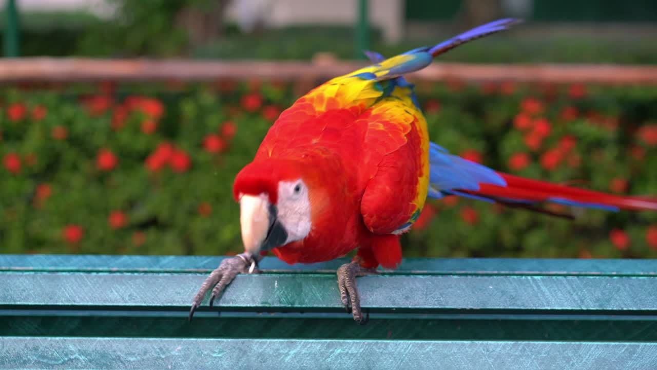 다채로운 아마존 무새