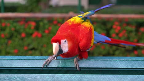 el loro amazón colorido