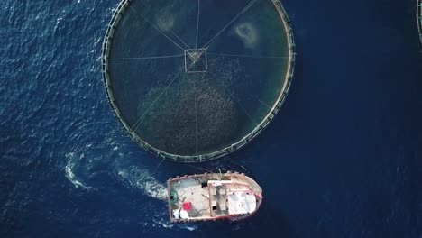 barco alimenta peces en movimiento mar azul