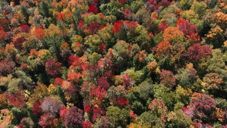 Überfliegende-Bunte-Baumkronen-Im-Laubwald-In-Der-Herbstsaison