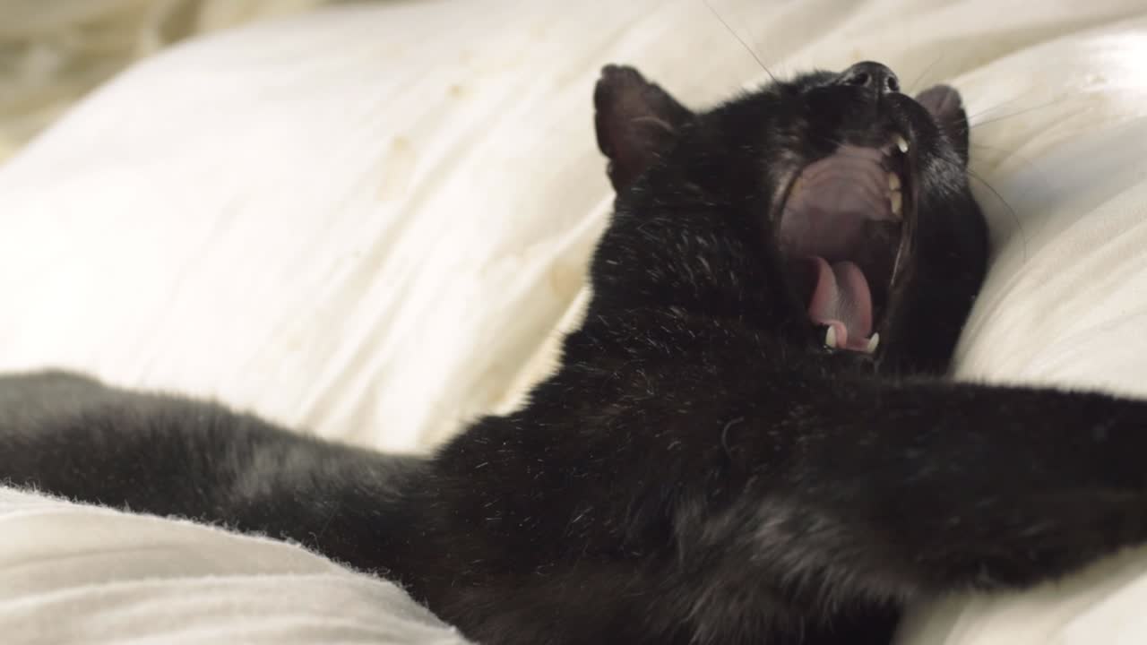 Gato preto sonolento boceja e olha para a câmera.