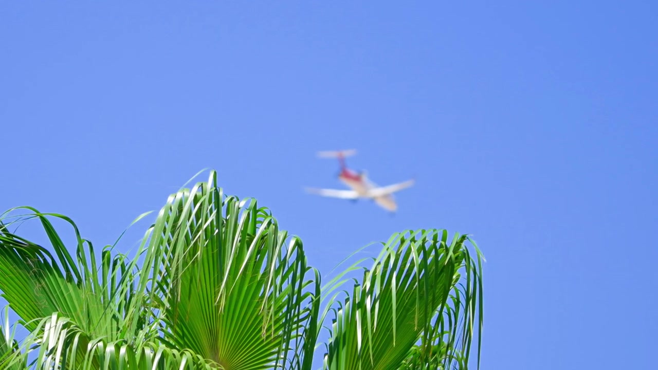 Airplane Flying Over Palm Tree Against Clear Blue Sky