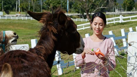 mujer asiática y burros en una granja.