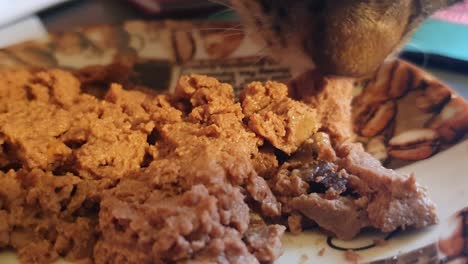 cat eating cat food from a plate