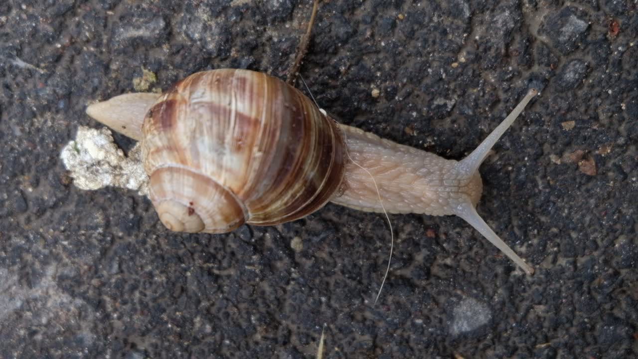Close up of a snail slowly moving on the ground