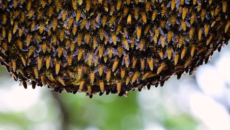 Giant-Honey-Bees-are-known-to-build-large-colonies-of-nest-with-symmetrical-pockets-made-of-wax-for-them-to-store-honey-as-their-food-source