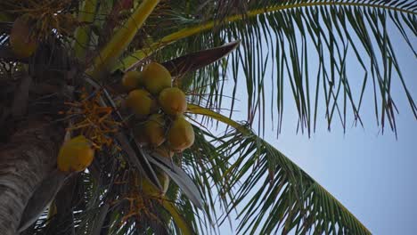 cocos amarillos en una gran palmera tropical moviéndose ligeramente con la brisa durante la mañana tenue o la hora azul de la tarde con un cielo azul claro en el fondo