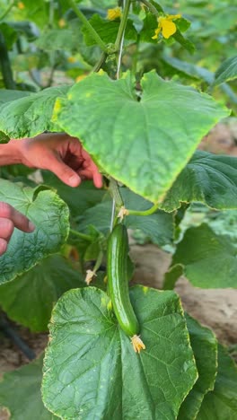 close-up of hands picking a fresh cucumber from the vine inside a greenhouse. ideal for agriculture, organic food, gardening, and farm-related content in vertical 4k clarity.