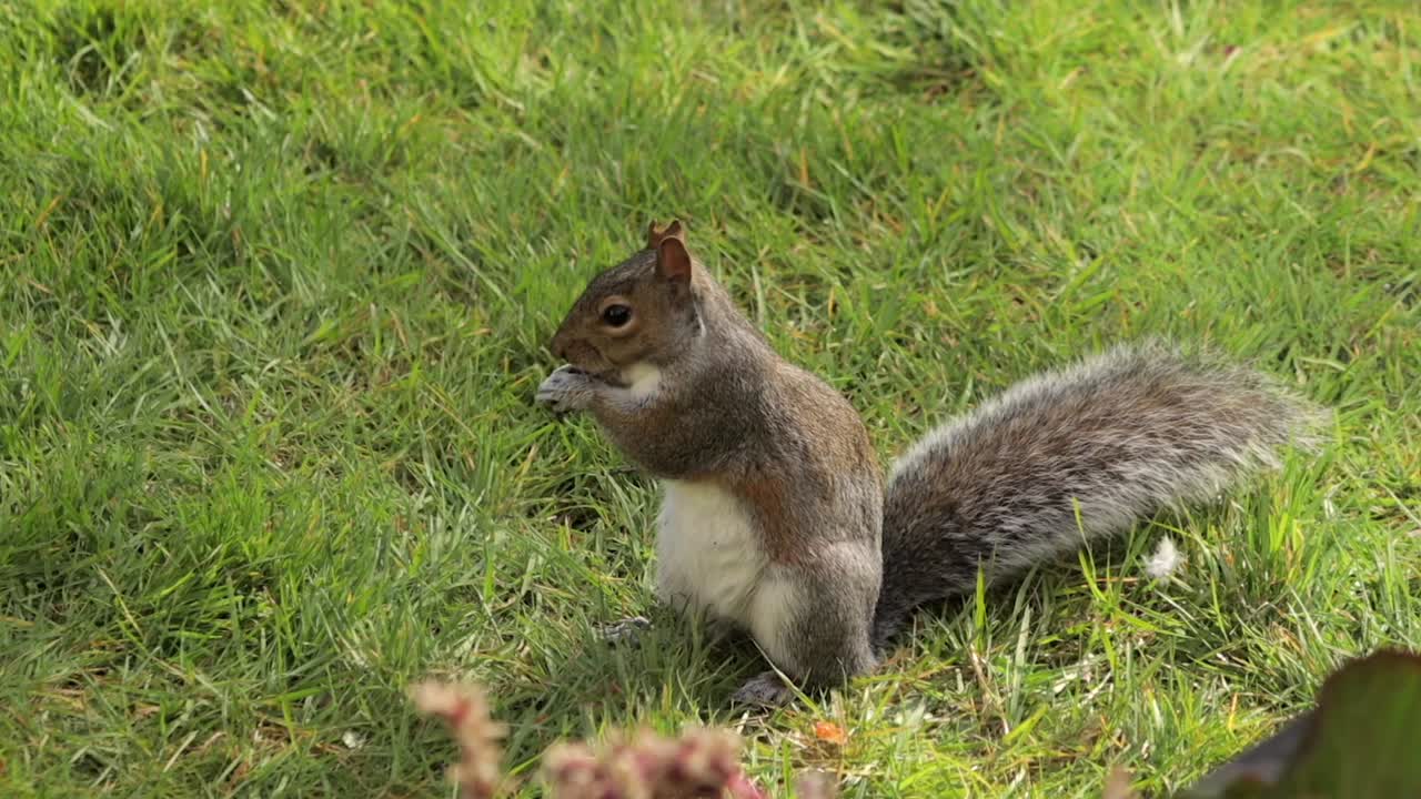 Scoiattolo grigio che mangia una arachide in piedi nell'erba del giardino al rallentatore di giorno, in una giornata di sole, Borehamwood, Hertfordshire, a nord di Londra, Regno Unito