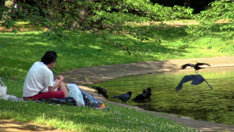 a couple at a picnic in yoyogi park and watching crows drinking and bathing