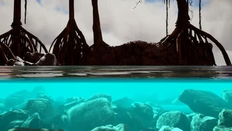 above and below the sea surface near mangrove trees