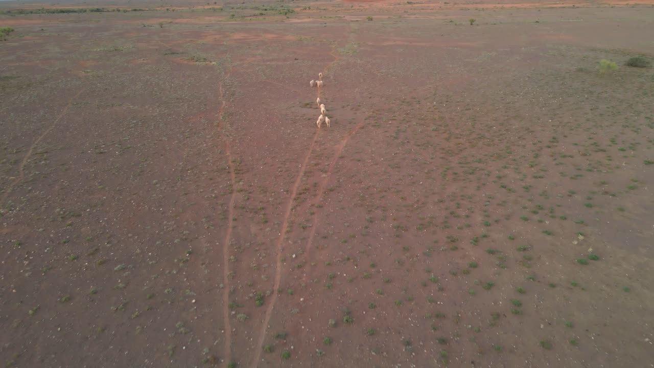 건조한 지역, 호주 아웃백에서 가축 떼를 치는 공중 하향식 전망