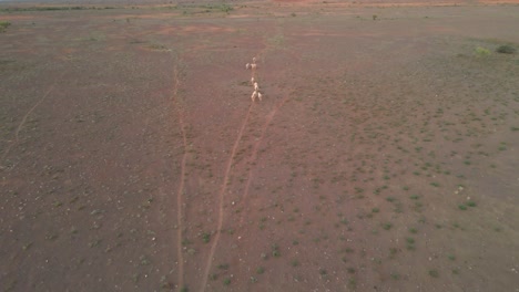 Aerial-top-down-view-cattle-herding-on-arid-location,-Australian-outback