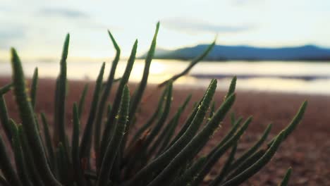 close up of edible salicornia bigelovii or dwarf saltwort growing in the salt flats