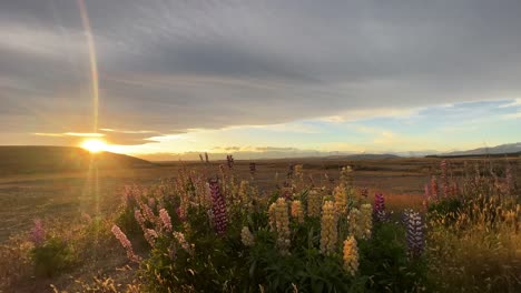 a picturesque scene of a sunset casting a warm glow on a field of blooming lupins in the new zealand countryside