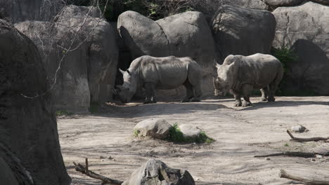 Two-hulking-Southern-white-rhinoceros-peacefully-side-by-side-under-the-warm-glow-of-a-sunny-day