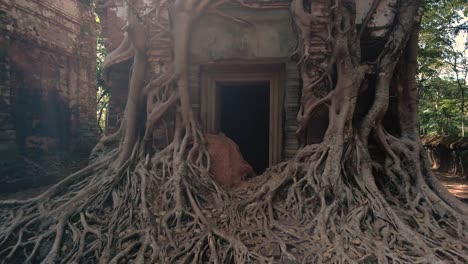 Roots-of-Angkor