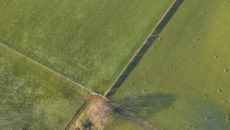 Vista-Aérea-Descendente-Con-Dos-Campos-Verdes-Separados-Por-Una-Línea-En-Uno-De-Ellos-Podemos-Ver-Ovejas-Y-El-Otro-Está-Vacío