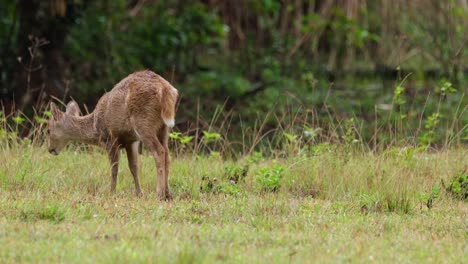 ciervo cerdo indio, hyelaphus porcinus, tailandia