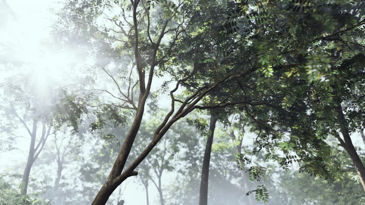 안개 숲 을 가로질러 빛나는 빛