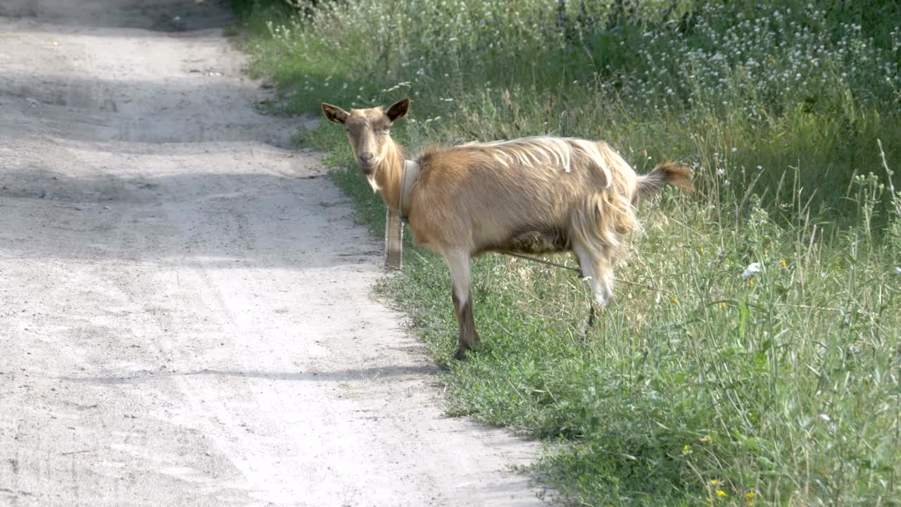염소는 땅 위에 을 는다. 마을에 있는 작은 염소.