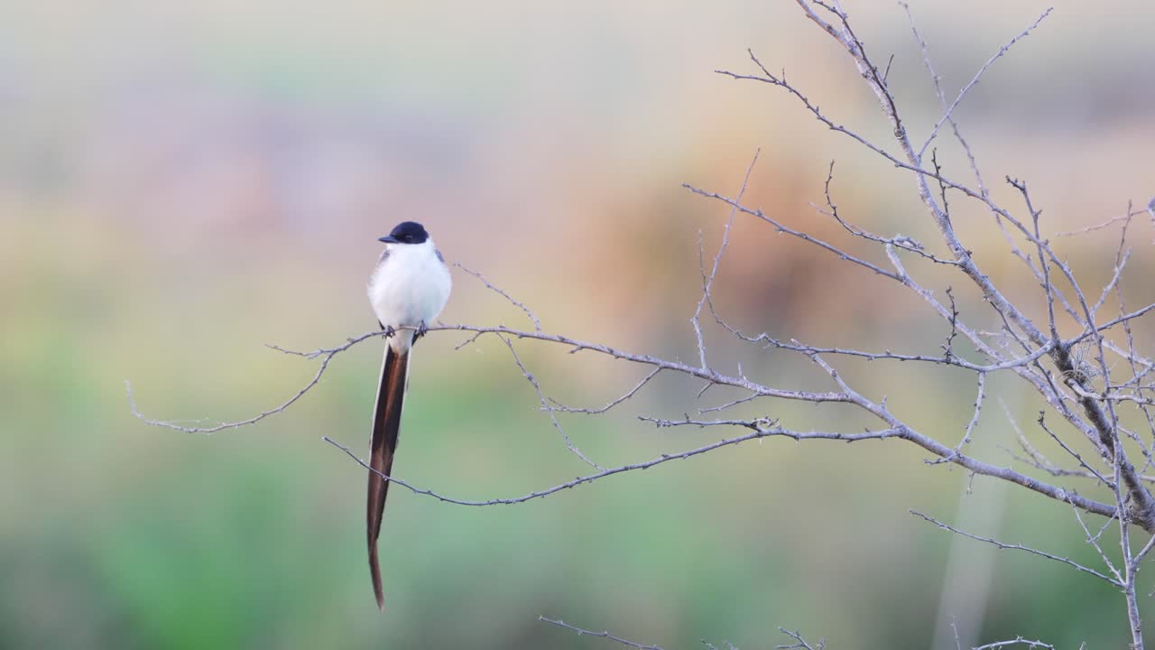 우아한 포크 꼬리 파리잡이, 아름다운 긴 꼬리를 가진 티라누스 사바나는 나뭇가지에 눈에 띄게 자리 잡고 있으며, 궁금해하고, 관찰하고, 잠재적인 비행 절지동물을 기다리고 있습니다.