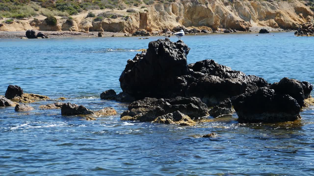 Måge på toppen af en klippe omgivet af vand. Stenstrand i baggrunden. Slowmotion x0,5. Tabarca-øen, Spanien.