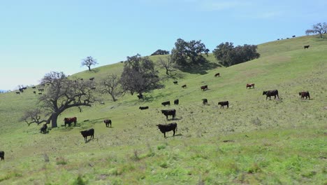 the first cattle of the gathering begin to get pushed towards the gate, and a fallen oak tree washes in front of the frame