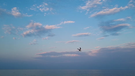 slow motion of seagull flying in the sky above the sea