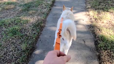 Paseando-A-Un-Perro-Husky-Blanco-En-Una-Lixiviación-Por-La-Acera-En-Un-Día-Soleado