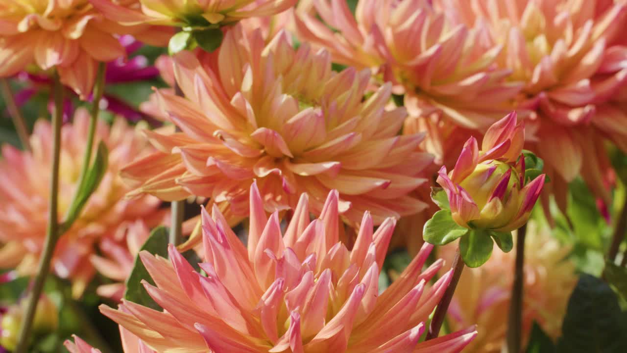 Orange dahlia flowers blooming outdoors, gentle camera movement, natural sunlight, lush green background