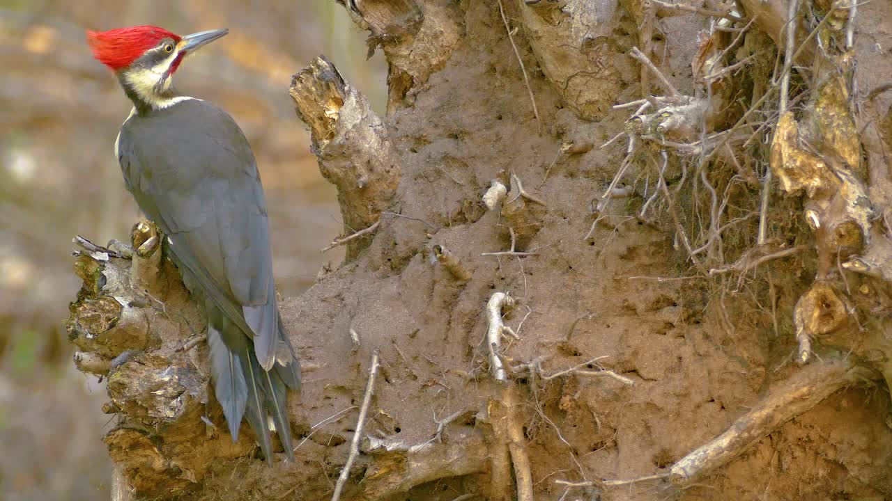 Male pileated woodpecker (Dryocopus pileatus) drills holes in trees to extract insects