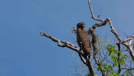 Looking-to-the-right-and-down-observing-the-surroundings,-Crested-Serpent-Eagle-Spilornis-cheela-Thailand