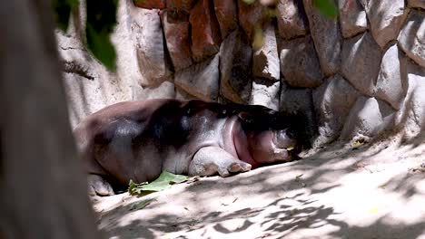 a hippo relaxes in a shaded zoo enclosure