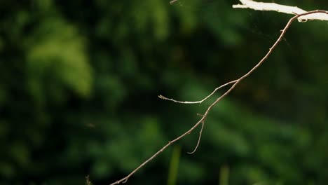 close-up of a branch in a forest