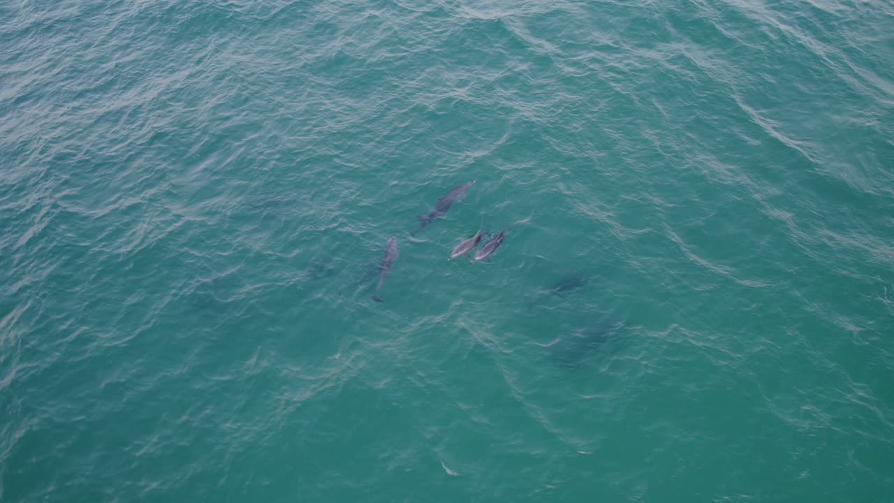 Group Of Bottlenose Dolphins On The Surface Of The Turquoise Ocean - aerial top down