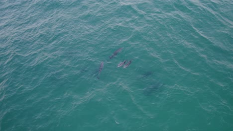 grupo de delfines nariz de botella en la superficie del océano turquesa - antena arriba hacia abajo