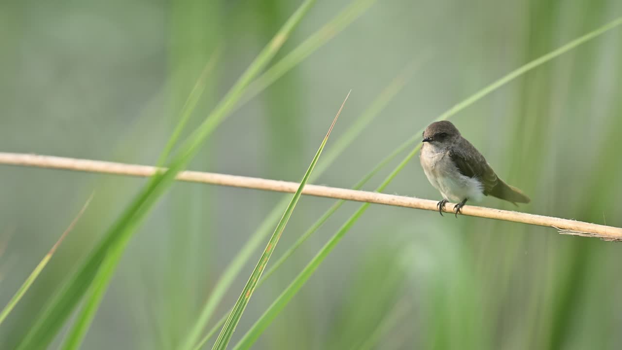 A Grey-throated Martin engages in preening while perched in its natural habitat. A close look at grooming behavior typical of aerial insectivores during resting periods