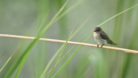 a grey-throated martin engages in preening while perched in its natural habitat. a close look at grooming behavior typical of aerial insectivores during resting periods