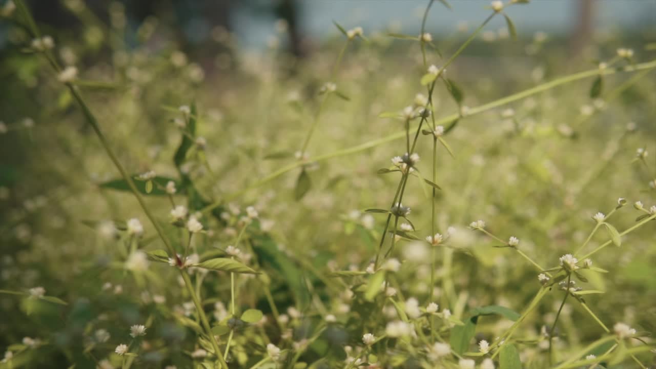 plantas silvestres con flores blancas en un arbusto borroso