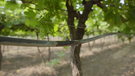 closeup of the drip irrigation system at vineyard agricultural land with a bunch of grapes in background