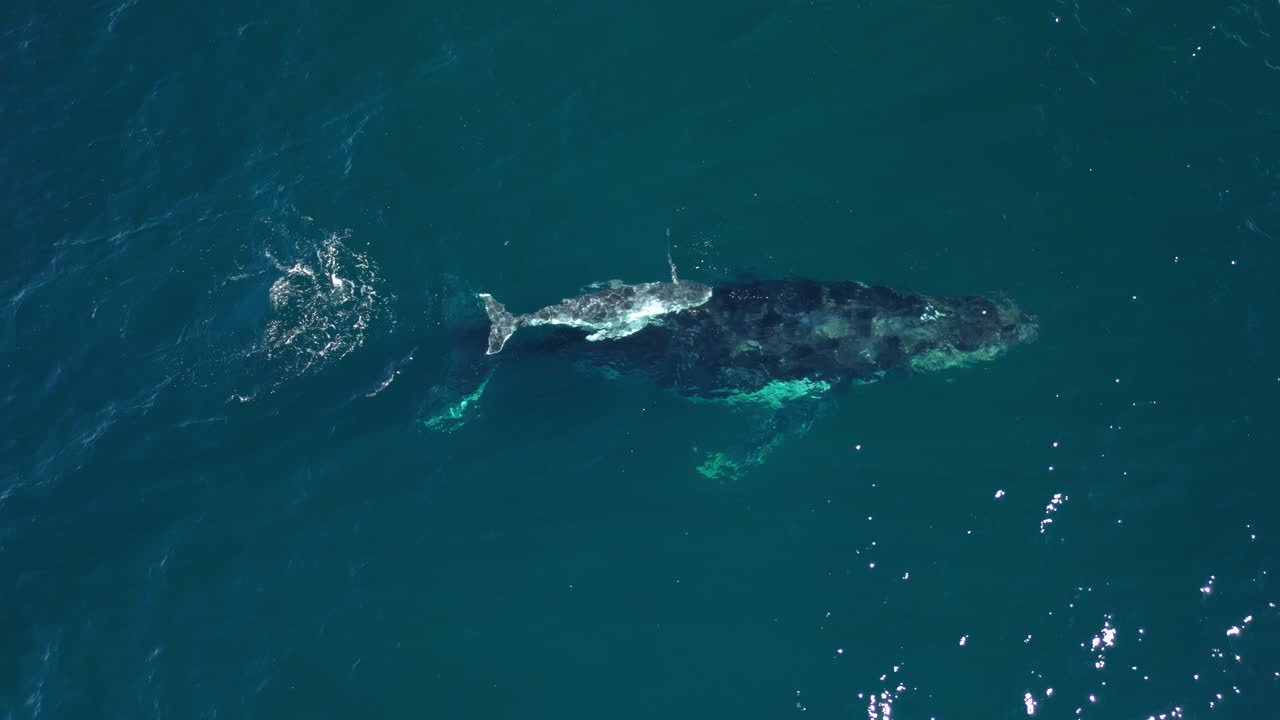 어미와 새끼 고래는 그들의 구에서 소금 물을 스프레이하여 무지개 효과를 만니다.