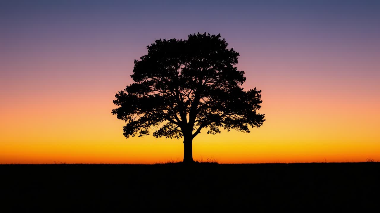 A Majestic Silhouette of a Tree Against an Enduring Horizon at Sunset, Capturing the Tranquility and Beauty of Nature's Evening Embrace