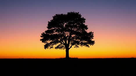 a majestic silhouette of a tree against an enduring horizon at sunset, capturing the tranquility and beauty of nature's evening embrace