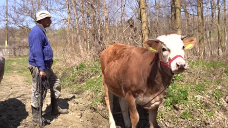 Footage-Of-Old-Farmer-And-Brown-Cow