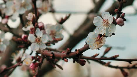peach blossoms in spring in sunny weather