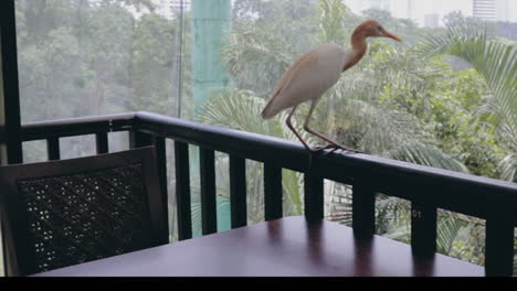 Heron-walking-on-table-and-balcony