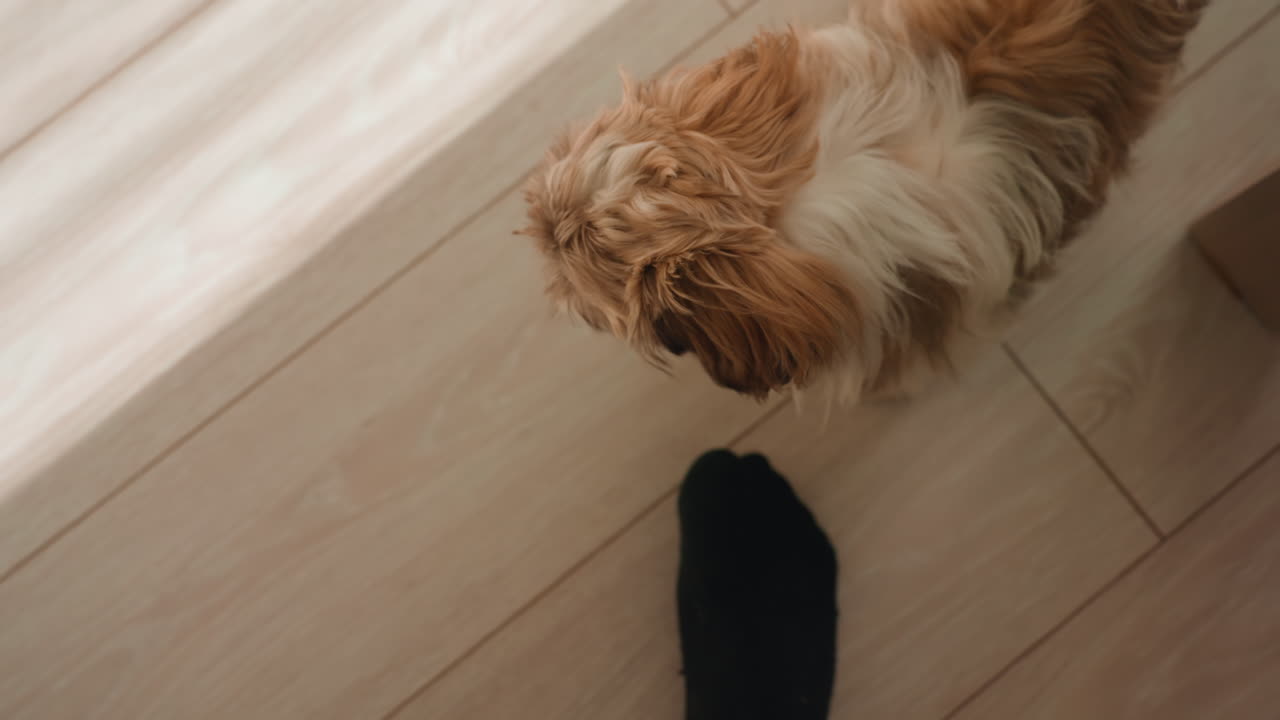 Adorable Puppy Watching Near Human Foot, Young Canine Sitting Attentively Next To Person On Tiled Surface, Small Puppy Looking Upward Beside Foot On Tiled Floor With Sunlight And Leash