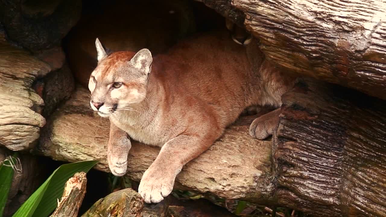 Un puma o león de montaña en su guarida en Costa Rica