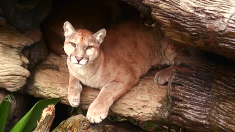 un puma o león de montaña en su guarida en costa rica